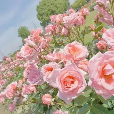 白灏宇风景静物头像唯美花朵愿你活的通透拎得清轻重辩的明是非