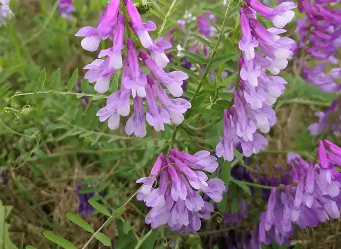 俗称"腰痛草",又名野豌豆,过往至今均被忽视,你可知道珍贵?