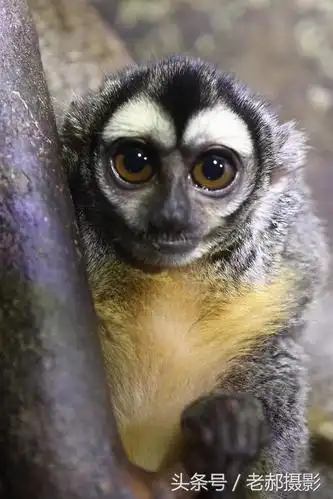 只有在动物园才能见到的大眼睛动物