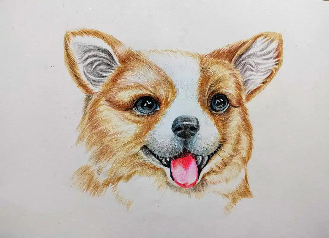 简单易学的彩铅动物小狗画法.#图文伙伴计划 #一起学画画 # - 抖音