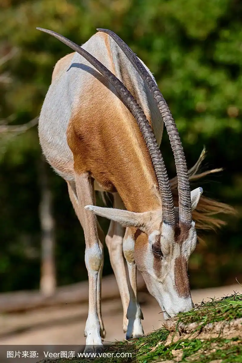 弯角羚羊,食草动物,濒危物种,动物主题,剑