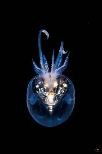 黑水摄影,揭秘海洋生物私生活