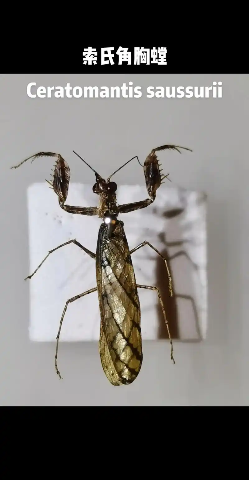 【每日一虫】索氏角胸螳ceratoman.小型螳螂,体黄褐色 - 抖音