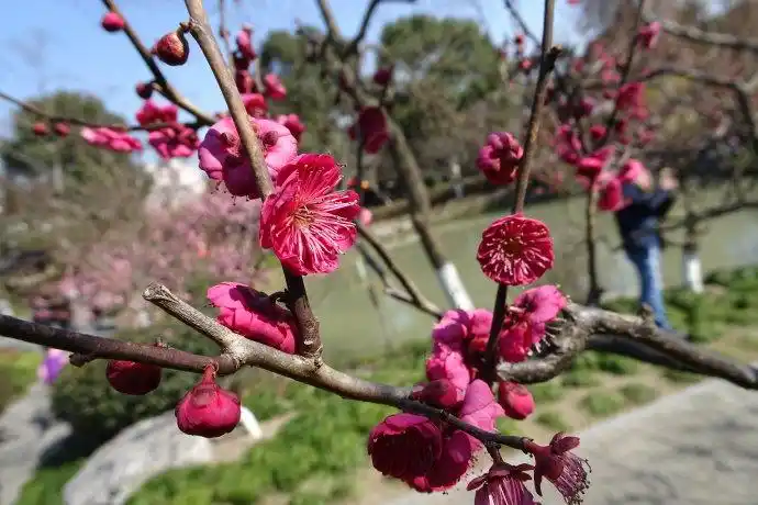 优良梅花品种乌羽玉