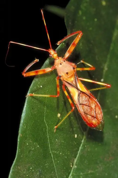 半翅目显角亚目猎蝽科猎蝽