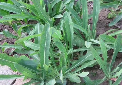 山西大同味之泉山苦菜.