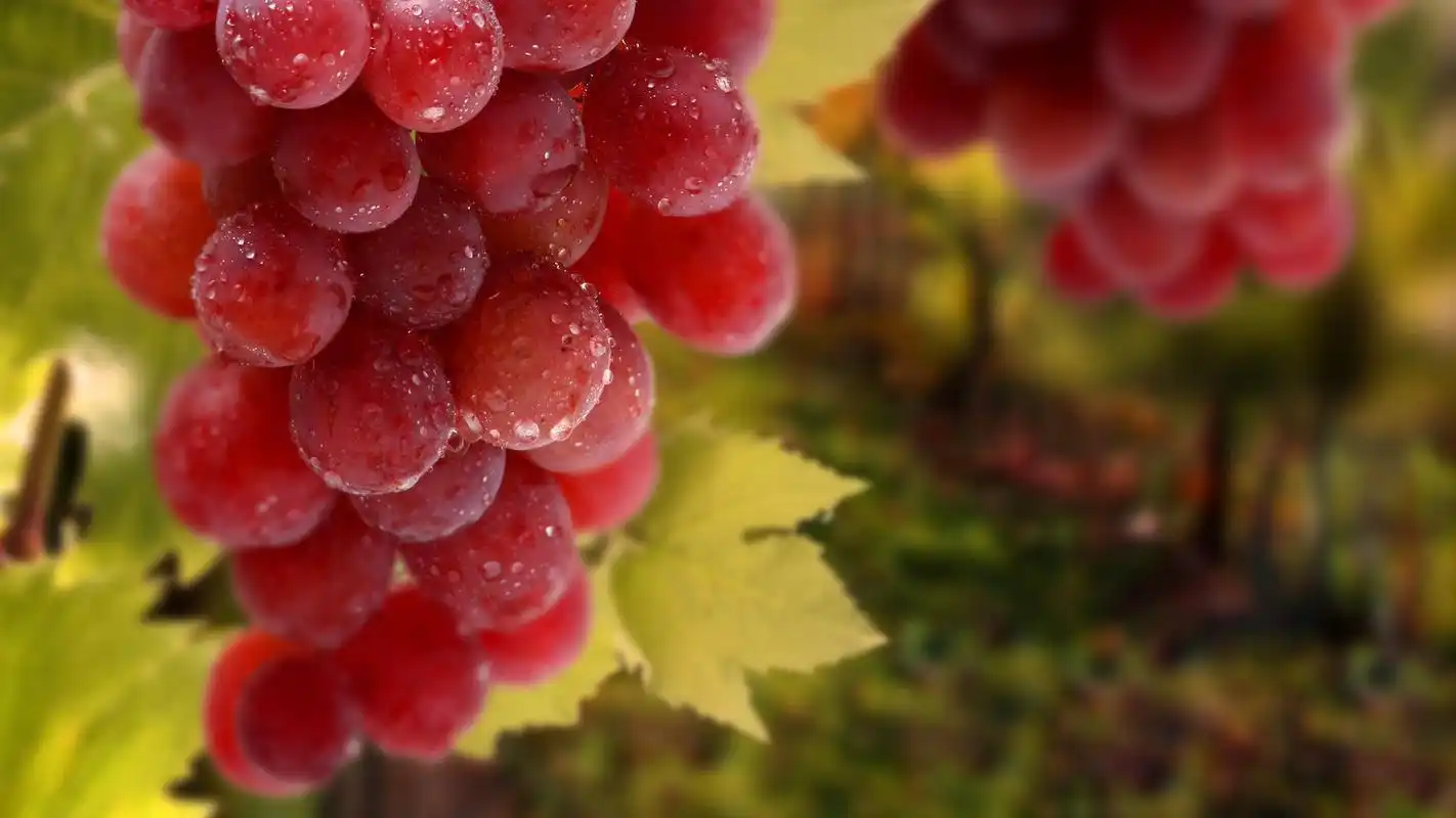 诱人水果水晶葡萄电脑桌面壁纸