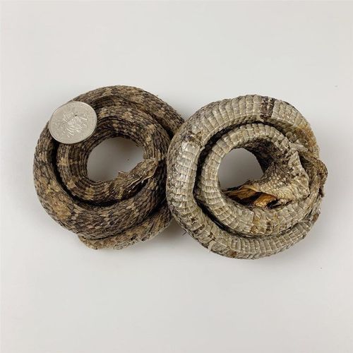 蝮蛇 土公蛇 七寸子 蝮蛇干 土骨蛇 整条带蛇头 50克