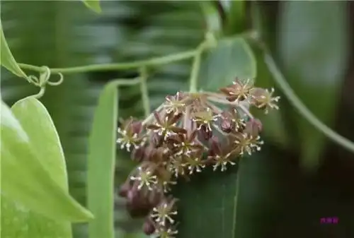 叁薄荷学本草谷雨记缙云花楼山村之行