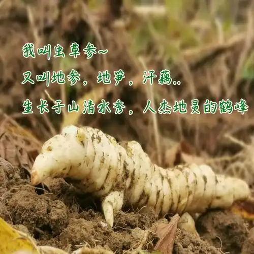 共268 件银种子相关商品