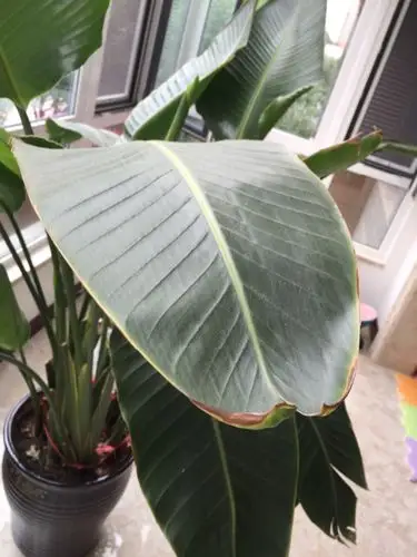 鹤望兰叶子边缘发黄是什么原因呢?请教个各老师