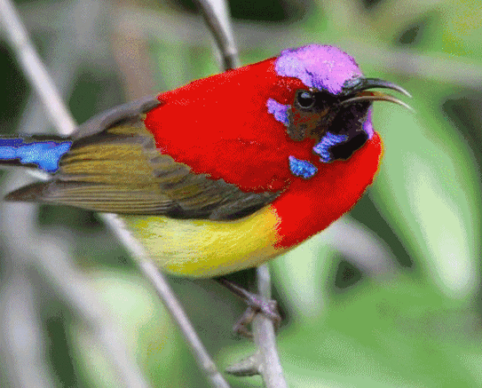 会动的花鸟画实在美!
