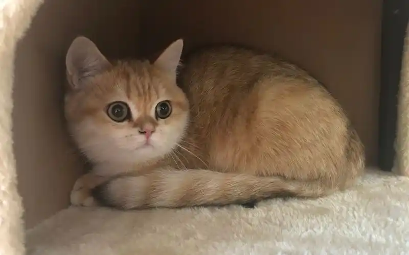 美国机场接回一只英短金渐层是什么体验?_哔哩哔哩_bilibili