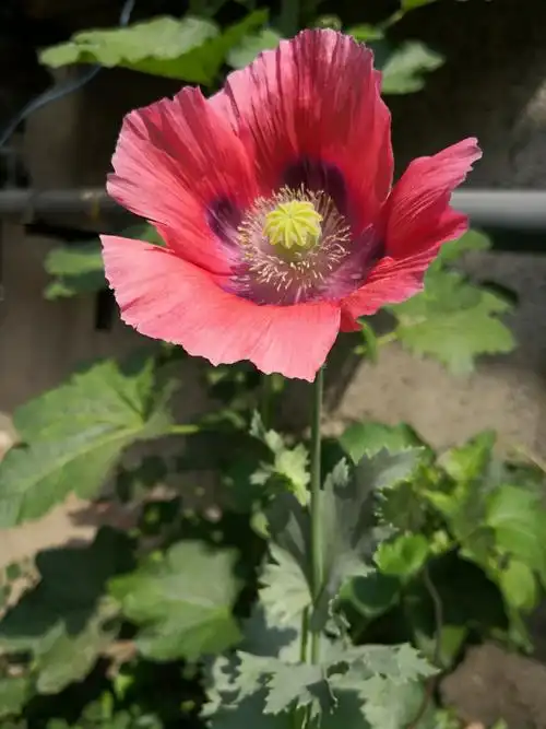 美丽妖艳本无罪,罂粟花开正当时