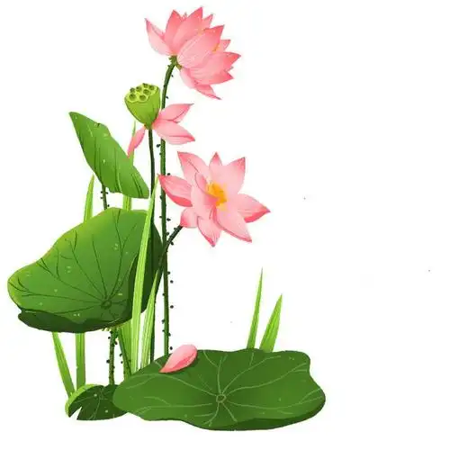 手绘风格翠绿的荷叶和粉色的荷花夏天图片免抠素材
