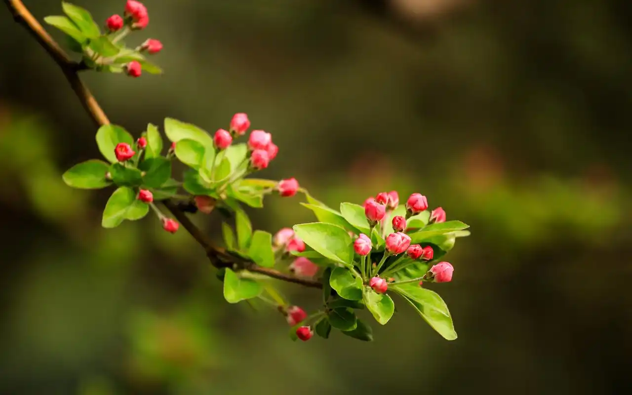 唯美海棠花骨朵高清桌面壁纸-植物壁纸-手机壁纸下载-美桌网