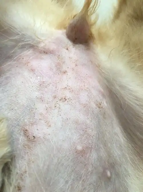 两个多月大的金毛肚子上起了黑色的小点点而且有的地方还有硬块,这是