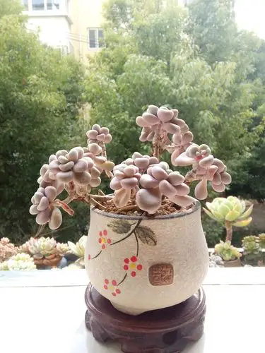 多肉,闲情光阴里,我与你虚度!(2018年冬)