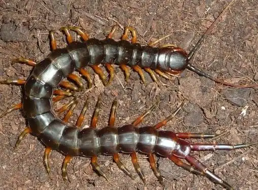 亚马逊巨人蜈蚣,是世界上最大的蜈蚣之一,也是最致命的昆虫之一.