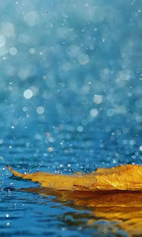 唯美意境雨滴水珠雨中图片手机壁纸下载