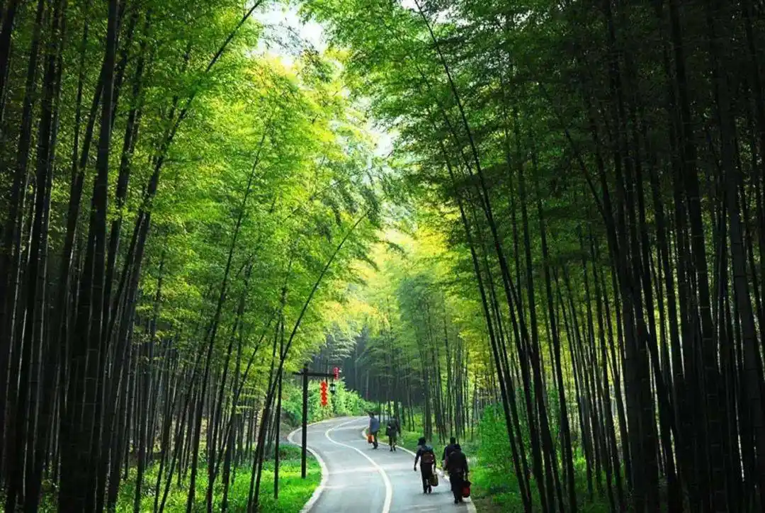 谭盾这比拍卧虎藏龙夜宴的竹林漂亮得多67