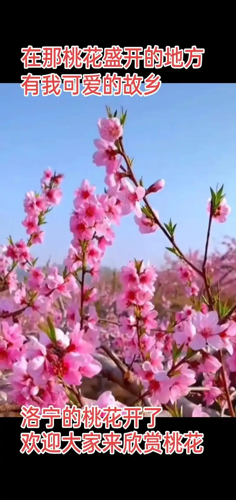 最美三月桃花开,桃花不醉人自醉. 最 - 抖音