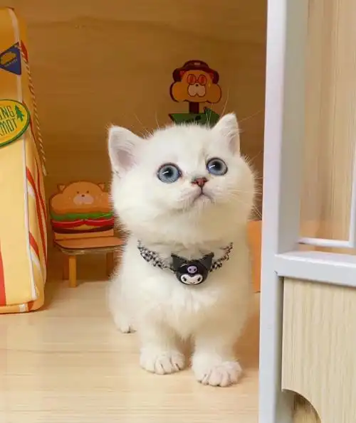 银渐层矮脚曼基康英短美短可爱猫舍拿破仑小猫咪不挠人甜美系白色