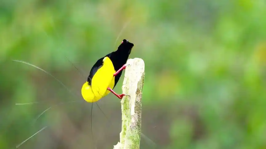 十二弦风鸟和天堂鸟的求爱现场 天堂鸟很漂亮