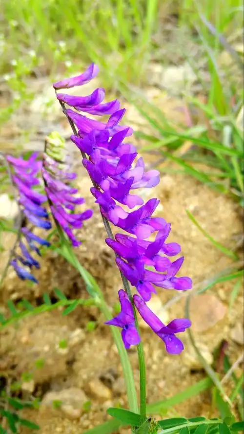 故乡紫色的小花