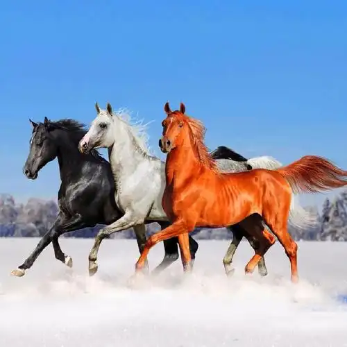 今年属猪的财运颜色_属龙人今年财运如何_90后属马的今年财运如何