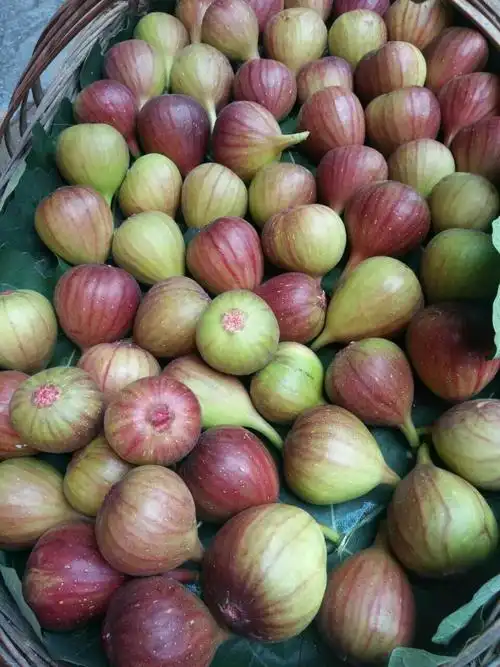 波姬红无花果 90-100克