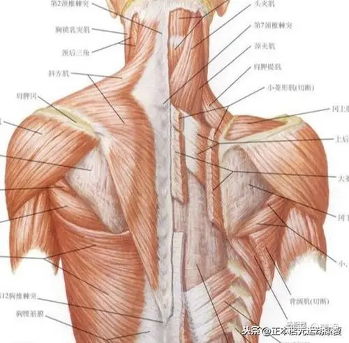 运动模式,可以避免一些运动伤的发生; 颈肩部的肌肉群最外层的非常