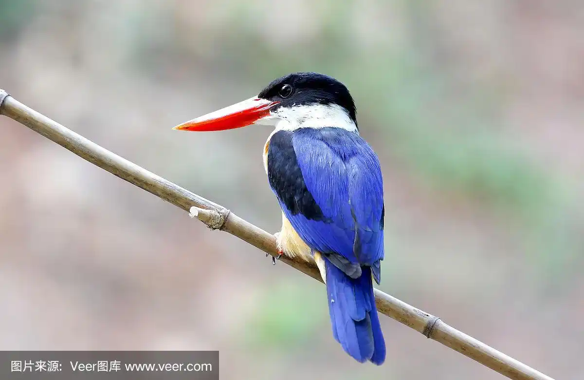 黑色,翠鸟,雪山,自然,美