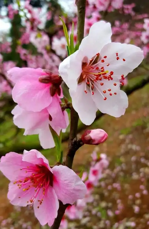 桃花除了了品种繁多外,主要还是它的颜色多彩,很诱人