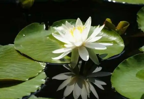 睡莲怎么繁殖,睡莲的三种繁殖方法(扦插/分株/播种)