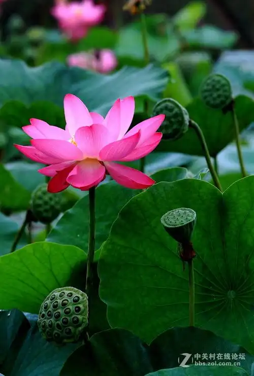 荷花(小刘村) 蝴蝶(蝶恋花)