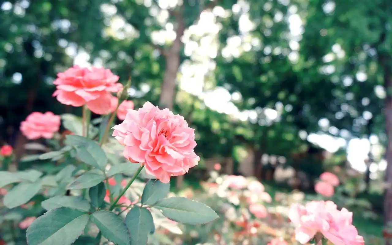 月季花出墙唯美景色高清桌面壁纸