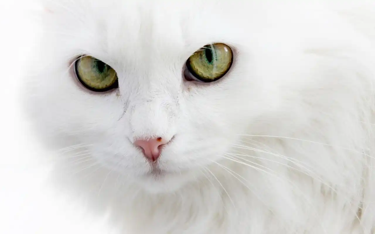 首页 桌面壁纸 动物壁纸 可爱的白色猫咪经典高清桌面壁纸第一辑1920