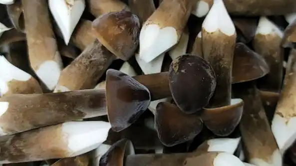 安徽省砀山县葛集镇:黑皮鸡枞菌