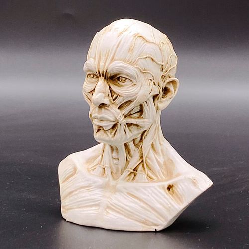 xmsj人体头部肌肉结构模型人头解剖素描速写美术教学骨骼骨架骷髅