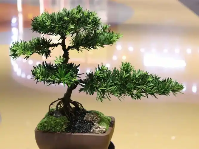 罗汉松#室内盆栽