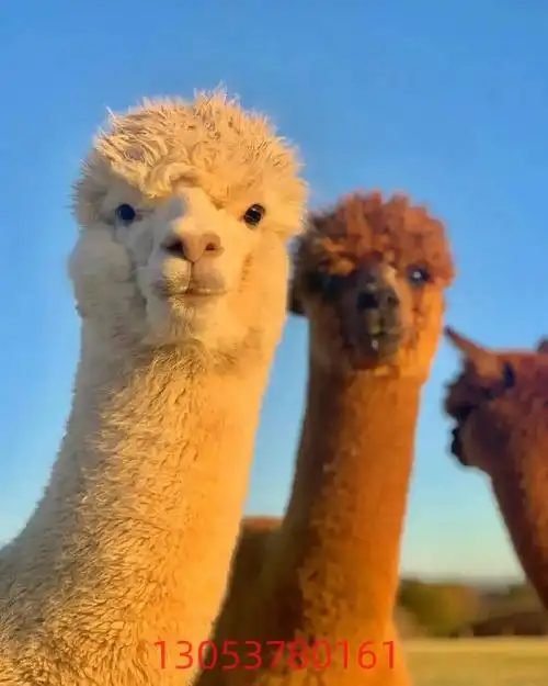 包头宠物羊驼价格.本公司常年提供各种萌宠动物:(出sou,回 - 抖音