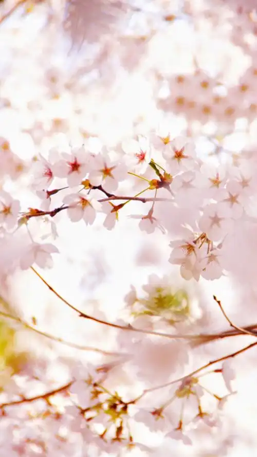 鲜花 清新 摄影 田园 绿色 自然 淡雅 风景名胜 壁纸 素材 锁屏 屏保