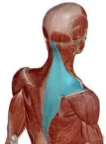 "五最肌"斜方肌损伤所致头颈肩痛