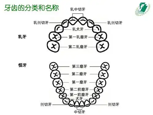 牙齿的分类和名称 乳侧切牙 乳中切牙 乳侧切牙 乳犬牙 乳牙 第一乳