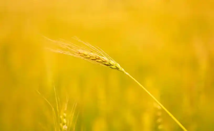 一株麦子的幸福