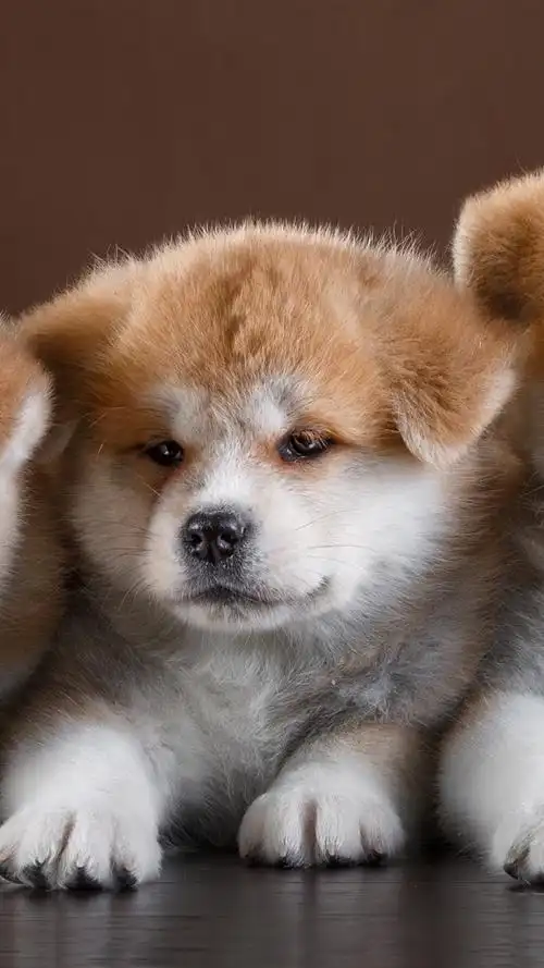 四只可爱的小狗前视图 iphone 壁纸