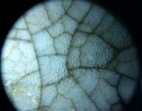 如何从气泡鉴定瓷器的新老