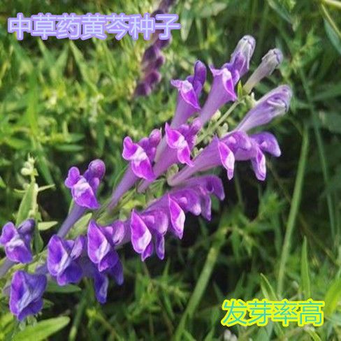 东北黄芩种子种苗中草药植物山茶根苗包邮家庭院新奇盆栽花卉易活