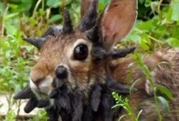 世界上最恐怖的兔子肿瘤兔脸上长满黑色肿瘤